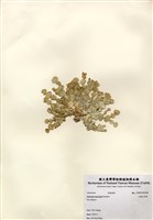 藏品(大葉仙掌藻)的圖片